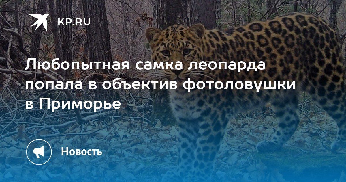 В Приморье фотоловушка запечатлела самку дальневосточного леопарда по имени Сахаринка