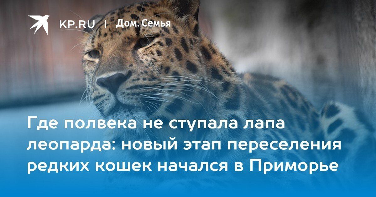 В Приморье дальневосточных леопардов возвращают туда, где они исчезли более полувека назад