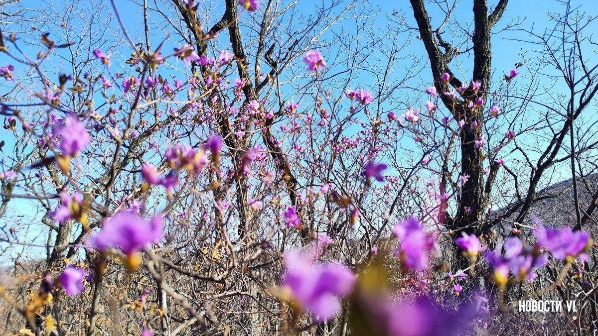 В пригороде Владивостока расцвёл рододендрон В пригороде Владивостока расцвёл рододендрон