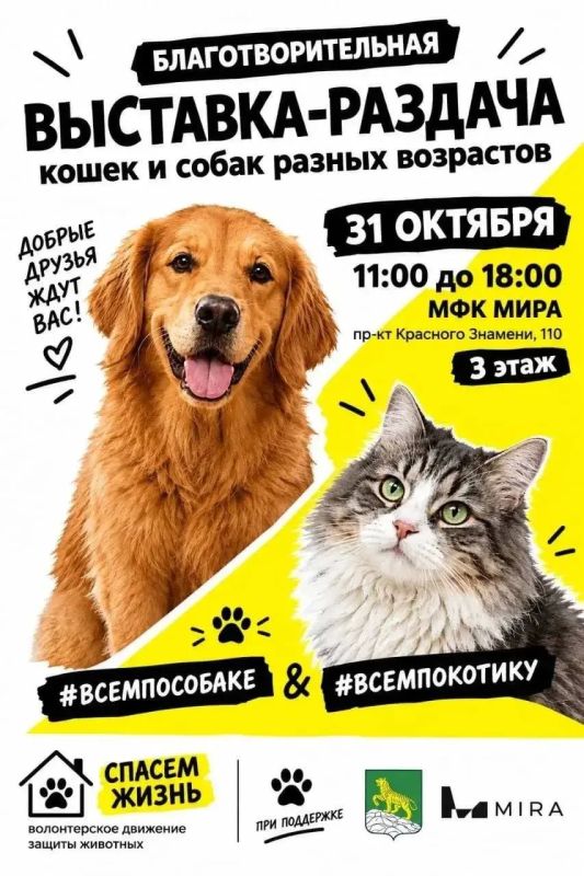 Выставка-раздача животных пройдёт во Владивостоке