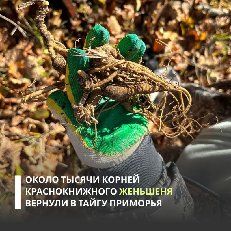 Около тысячи корней краснокнижного женьшеня вернули в тайгу