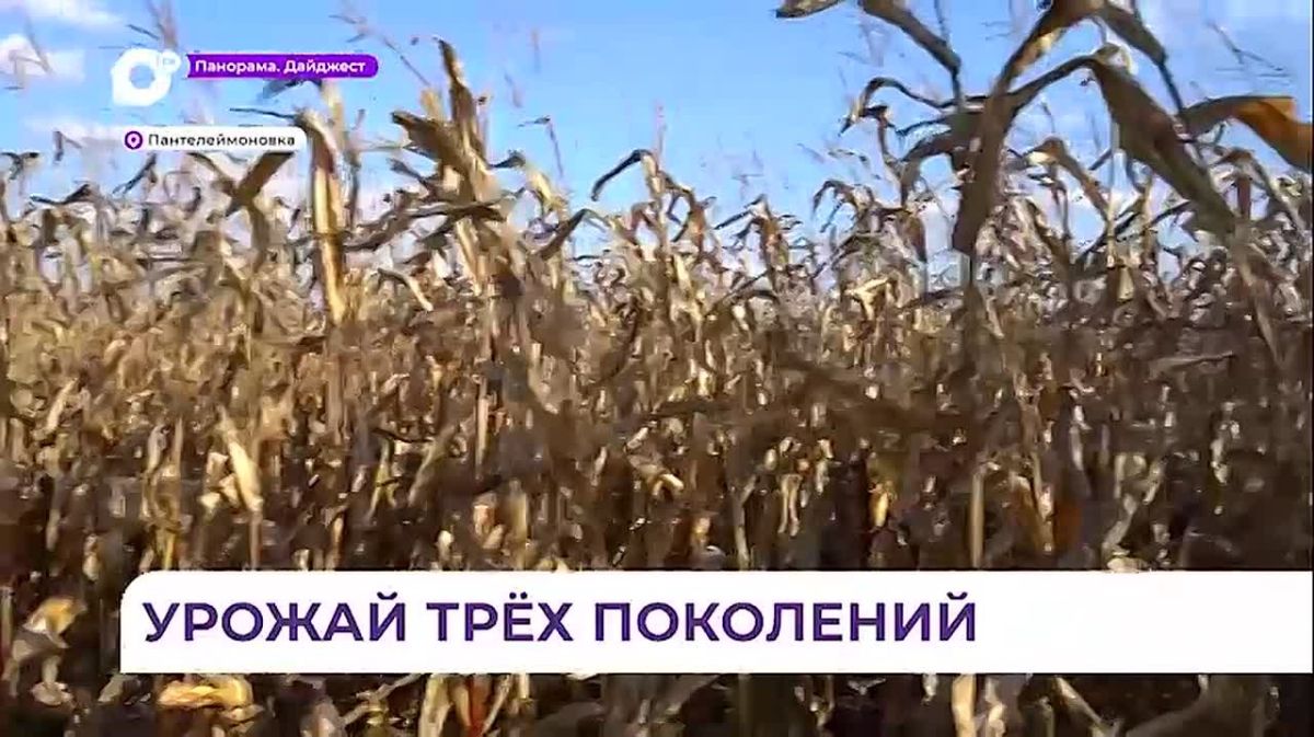 В приморском селе Пантелеймоновка в хозяйстве Дениса Жука приступили к сбору сои