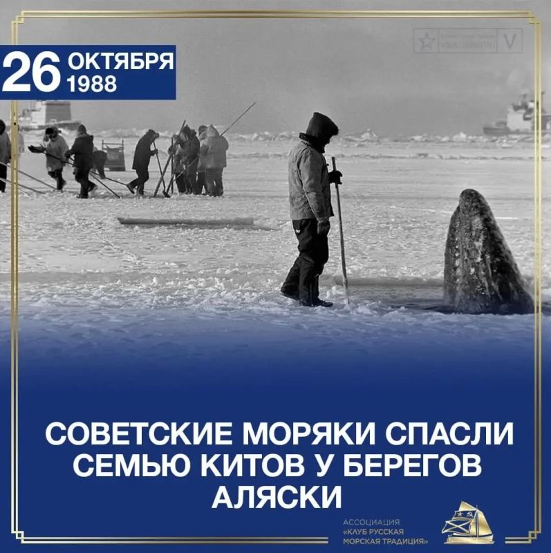КАК КАПИТАН ИЗ ВЛАДИВОСТОКА СПАСАЛ СЕМЬЮ КИТОВ НА АЛЯСКЕ КАК КАПИТАН ИЗ ВЛАДИВОСТОКА СПАСАЛ СЕМЬЮ КИТОВ НА АЛЯСКЕ