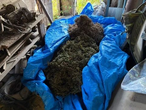 49 кг марихуаны и полкило гашишного масла изъяли оперативники у жителя Приморья 49 кг марихуаны и полкило гашишного масла изъяли оперативники у жителя Приморья
