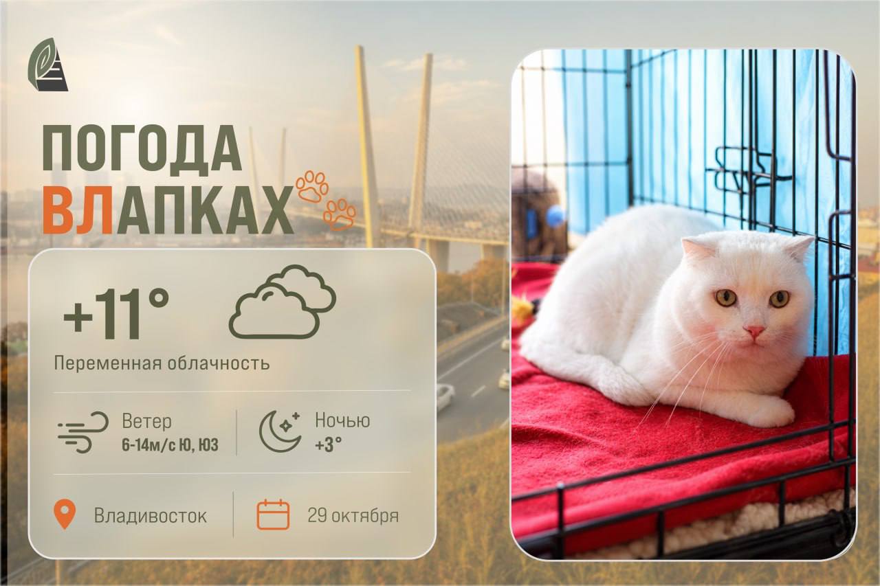 #ПогодаВЛапках. Переменная облачность
