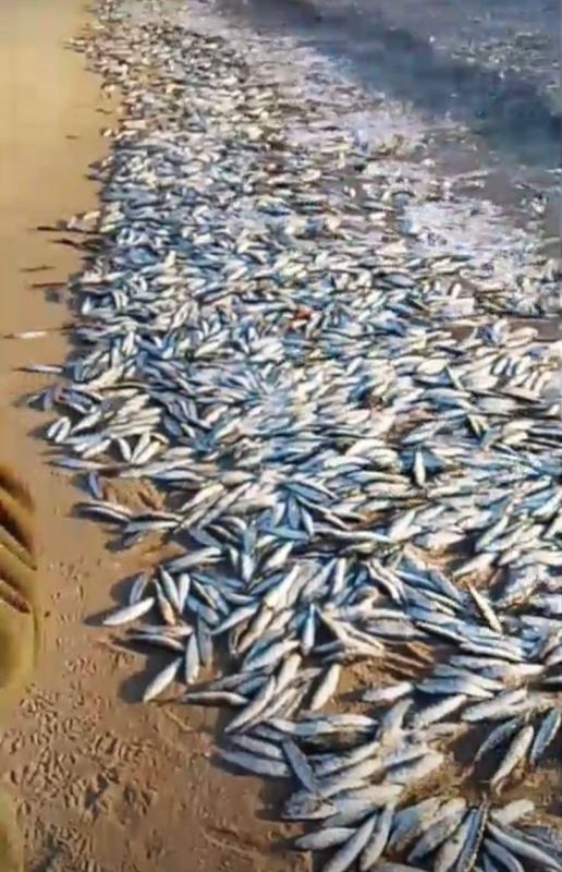 К берегам Хасанского района выбросило кучи иваси и скумбрии – рыба могла погибнуть из-за термического шока К берегам Хасанского района выбросило кучи иваси и скумбрии – рыба могла погибнуть из-за термического шока
