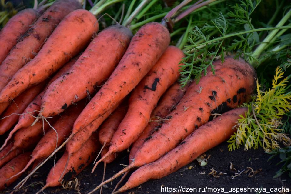 ��������� �������: �������, ������� �� ��������