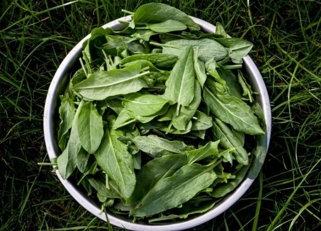 Как сохранить свежесть щавеля и крапивы на зиму: секреты заморозки