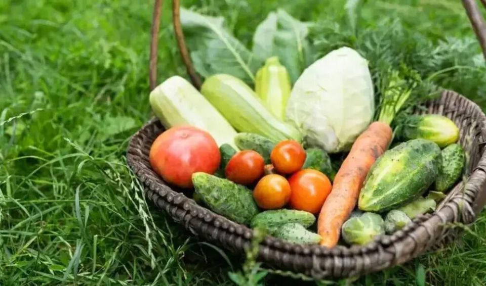 Как уберечь урожай от осенних дождей: важные советы для садоводов