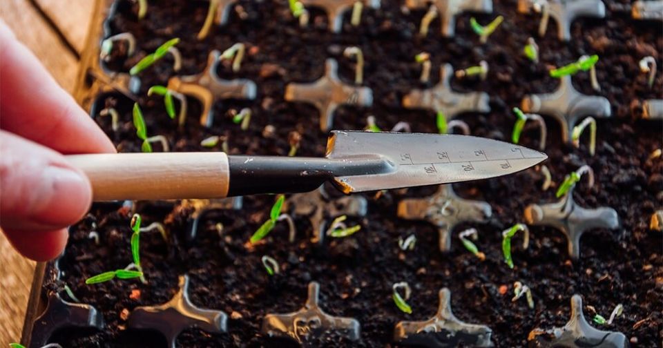 Как правильно подкармливать рассаду: ключ к здоровым и крепким растениям
