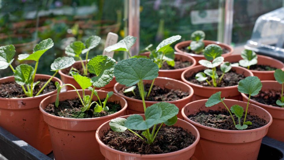 Виноваты старые семена: эта проблема с рассадой ставит в тупик даже опытных дачников