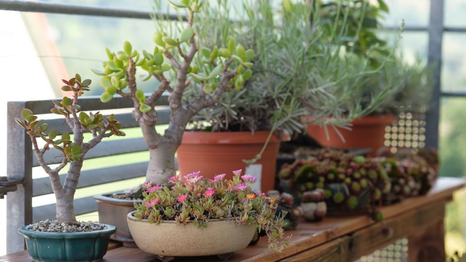 Ствол толстянки после этой процедуры сразу попрет вширь: вот что нужно сделать