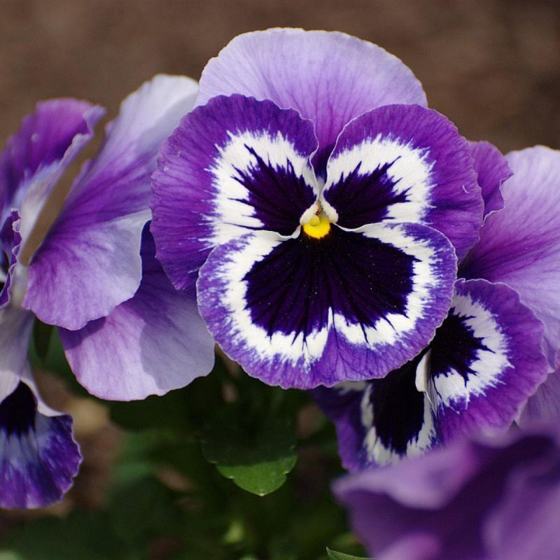 Как добиться яркого цветения виолы: советы по эффективному уходу за рассадой