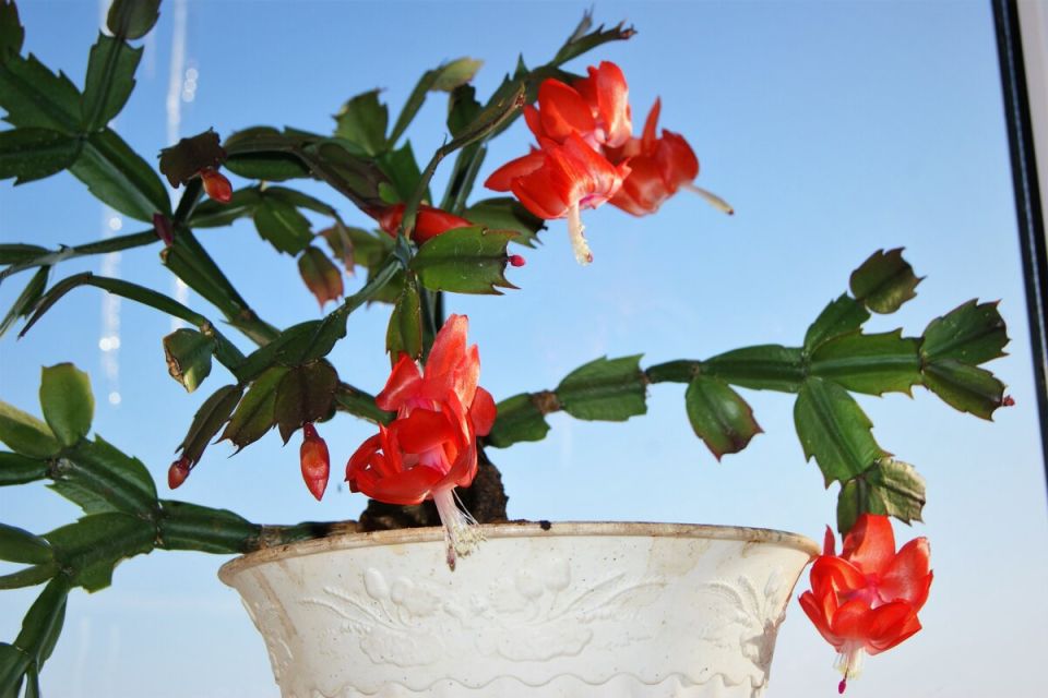 Как ухаживать за декабристом: секреты для яркого цветения