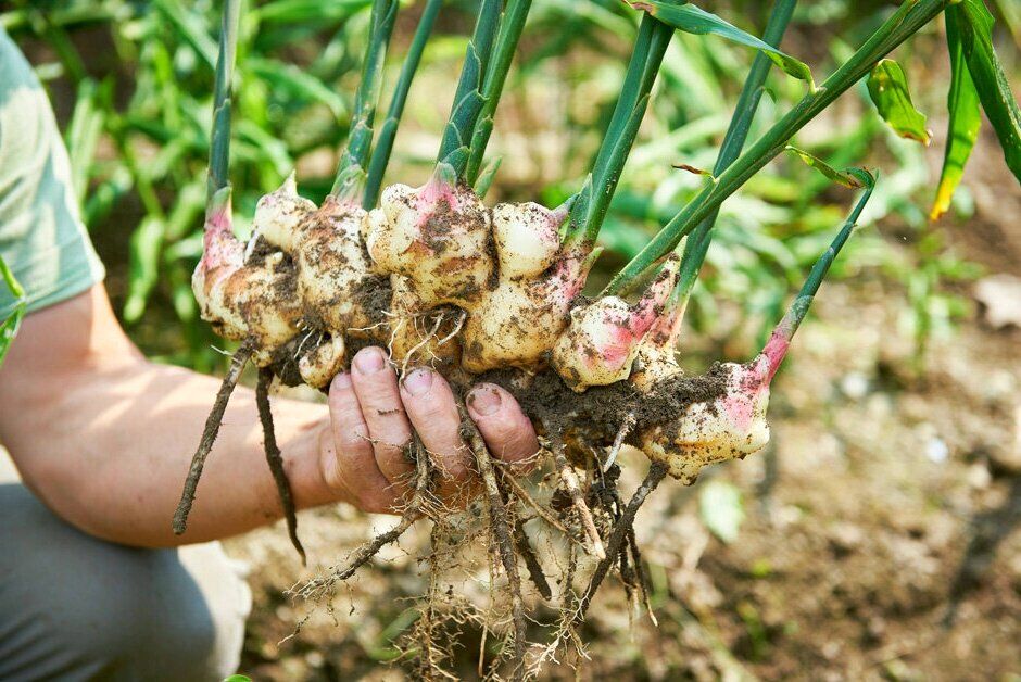 Имбирь в теплице: как вырастить экзотический корень и укрепить здоровье