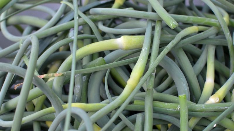 Стрелки чеснока: как превратить отходы в кулинарное сокровище