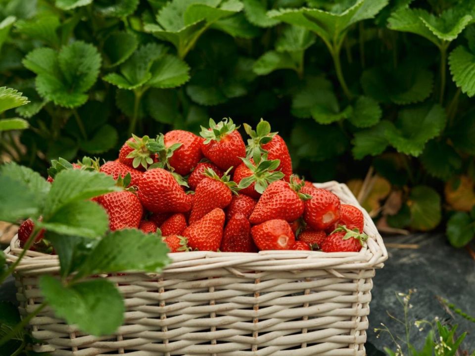 Клубника: Летний уход для крупного урожая