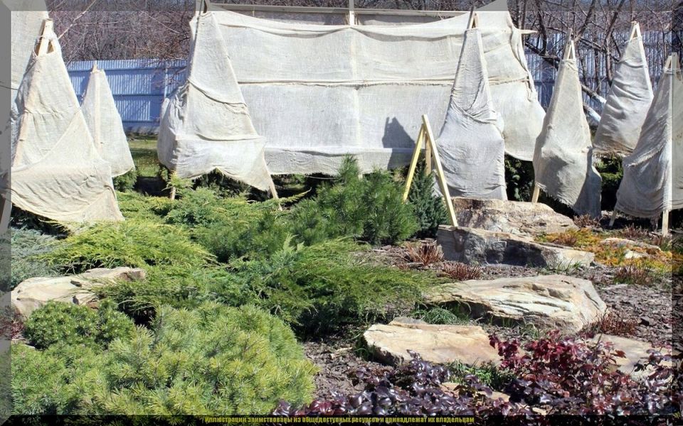 Как сохранить ваши любимые растения зимой: полезные советы и секреты