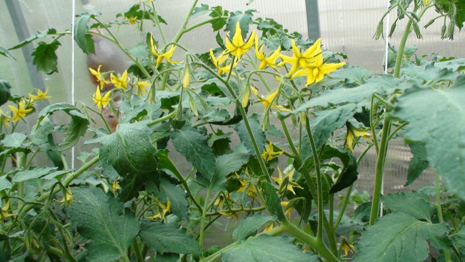 Секреты успешной подкормки томатов