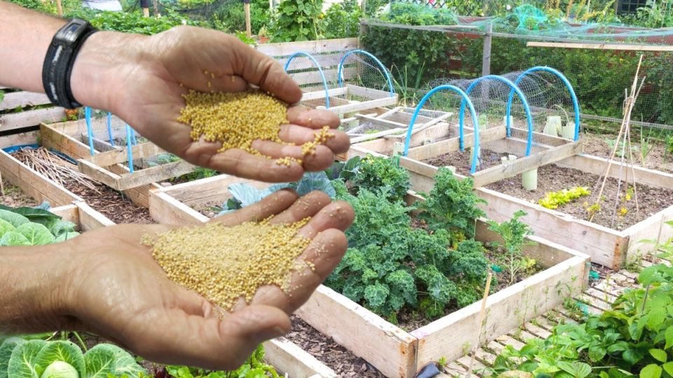 Как всего за 73 рубля превратить свою дачу в оазис плодородия