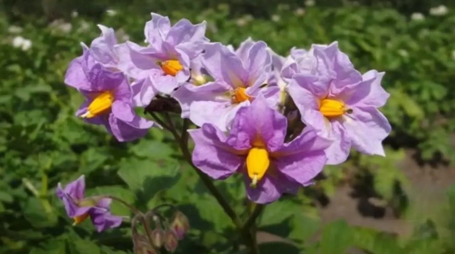 Как правильно ухаживать за цветущим картофелем для богатого урожая