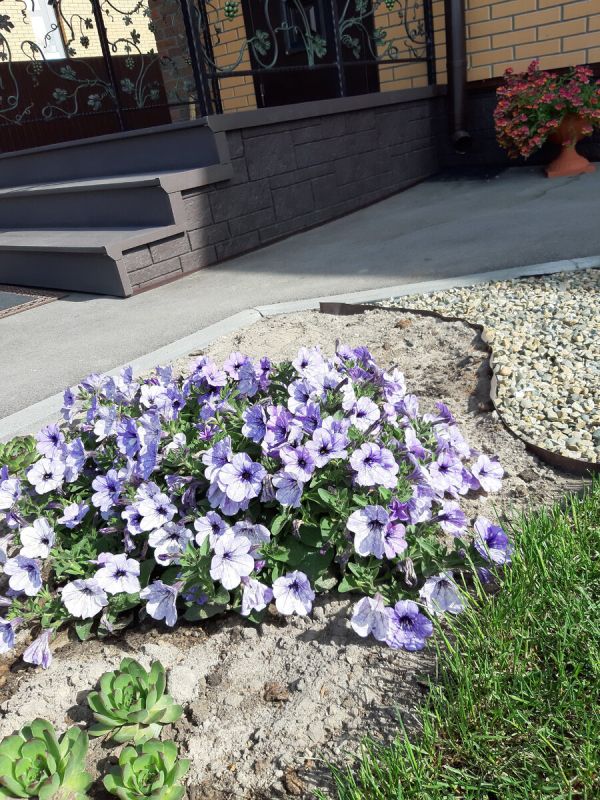 Как вырастить роскошные цветущие петунии: секреты садоводов