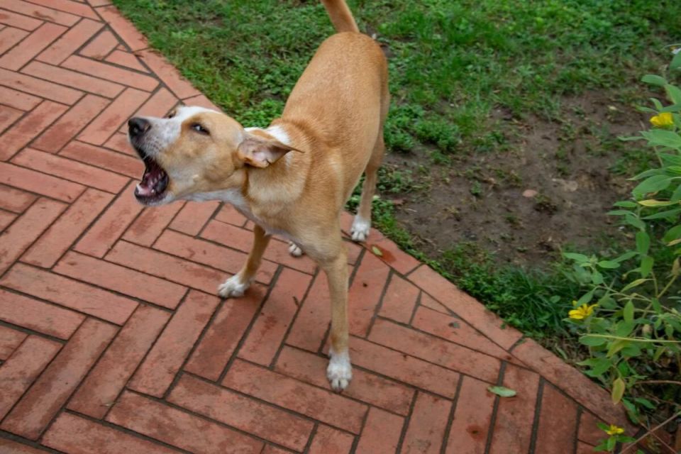 Громкие компаньоны: какие собаки не могут молчать и почему их стоит избегать в квартирах