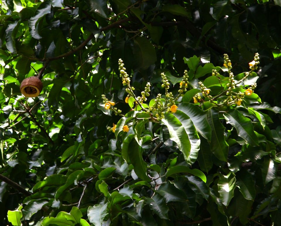 Лецитис: Изумительные плоды, которые стали объектом охоты