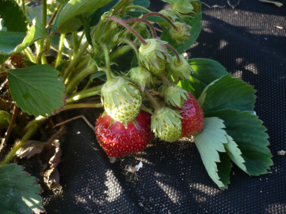 Как ухаживать за клубникой весной: 6 простых шагов для щедрого урожая