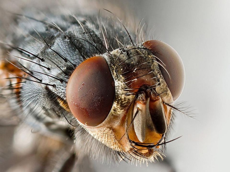 ��������: ����� ��� � ������ ������ ���� �� ����������