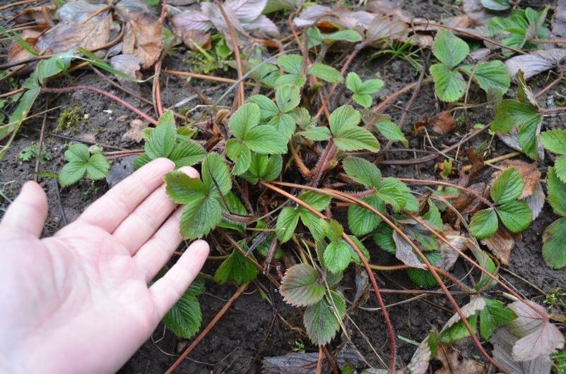 ������ �� ����� �� ��������� � ������: ��� �������� ������� ������