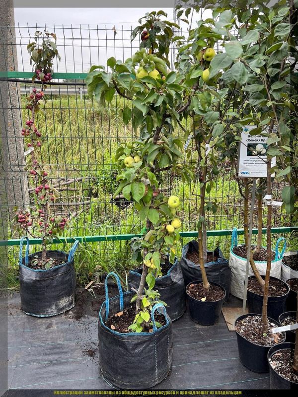 ��� ��������� �������� ������������ ������ ������: ������ ���������