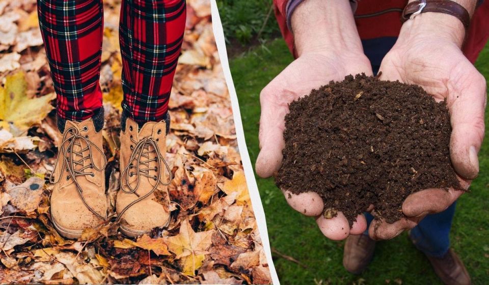 Создание компоста за 14 дней: секреты переработки листьев
