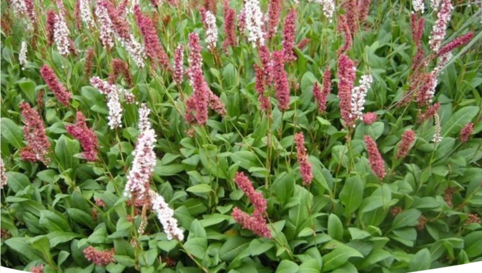 �����: ������������ ���������� ������������� ��� ������ ����