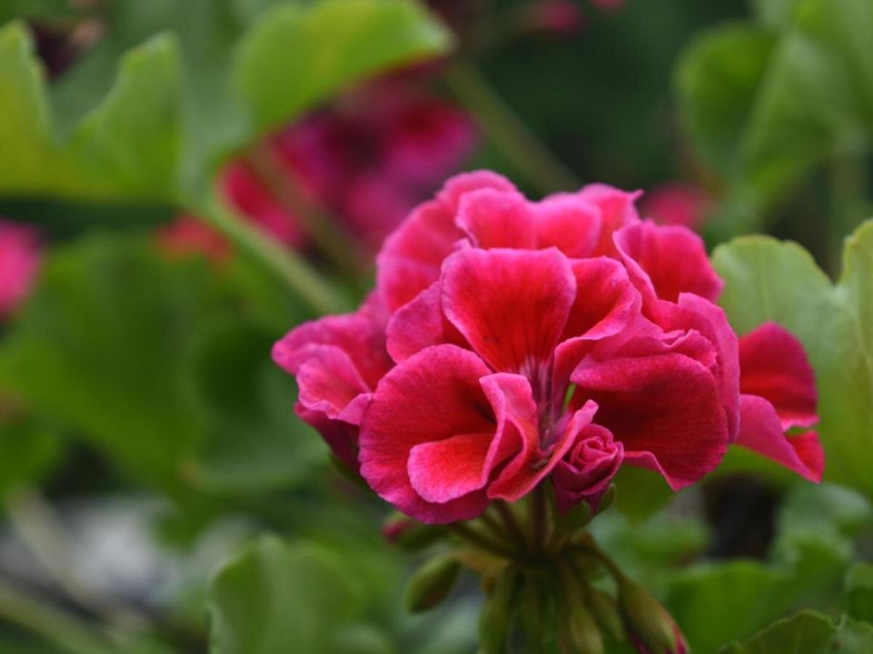 Зимняя забота о герани: как рисовая вода восстанавливает здоровье растения