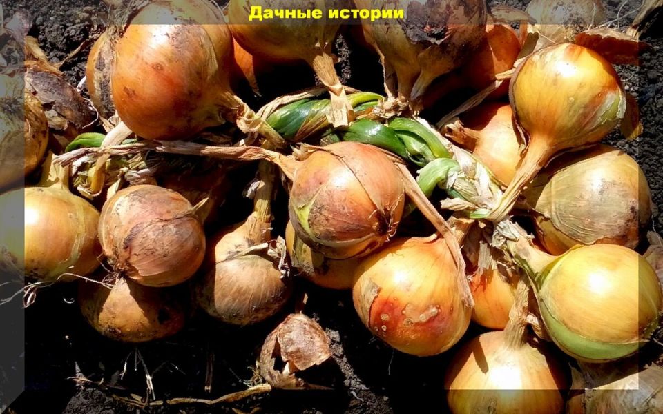 Как выбрать идеальный сорт лука и обеспечить отличный урожай: советы для садоводов