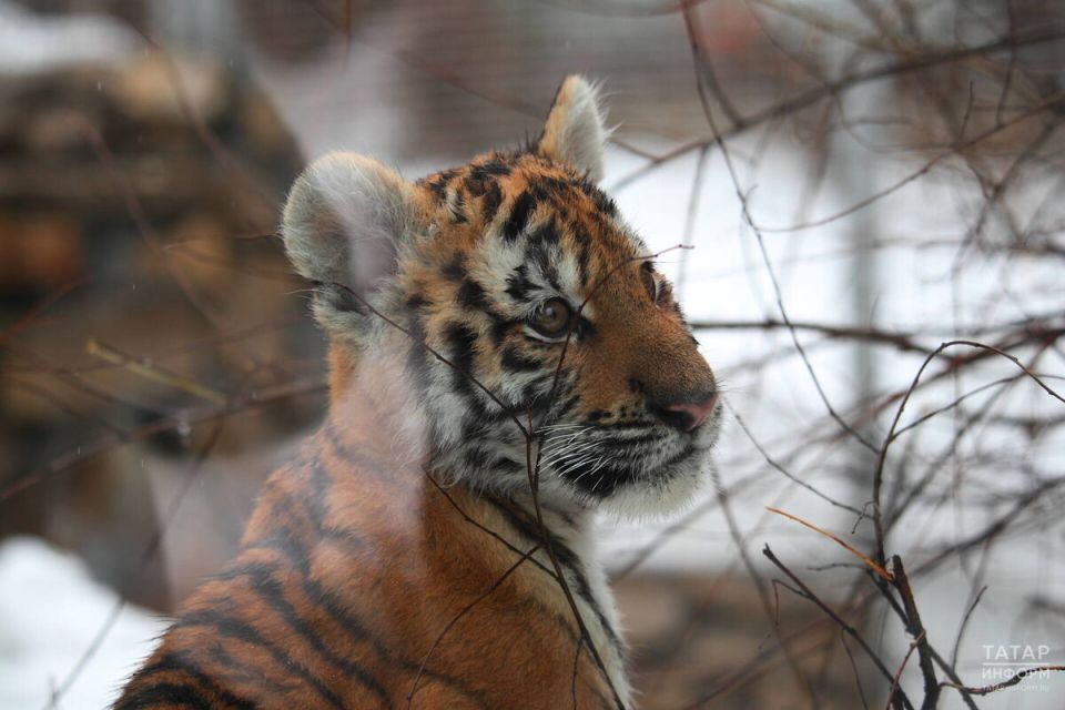 ���������� ����� �������� � �������� ��������: ��������� ����� � ���������������