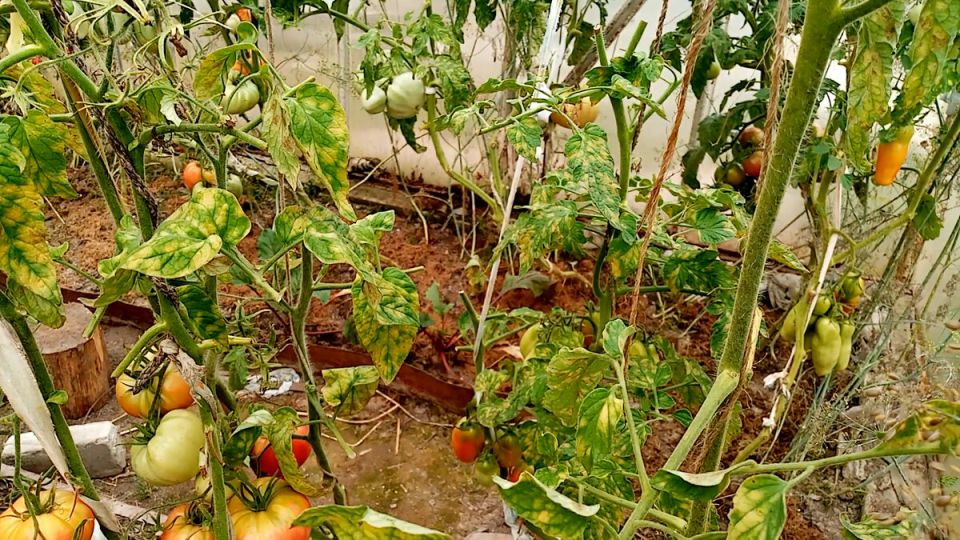 ��� �������� ������ �� ��������� � �������������: ���� � ������������