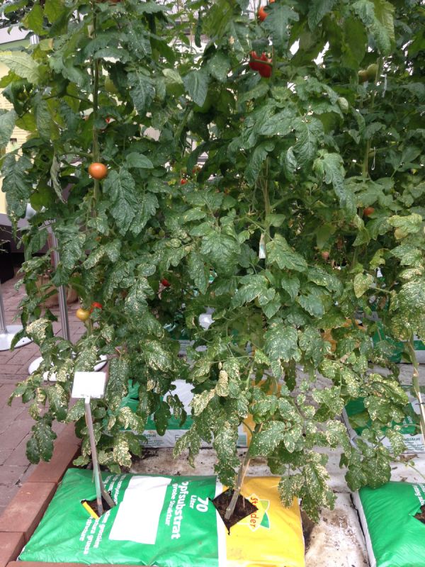 ��� ��������� ������� ����� ��� �������: ������ ������� ���������