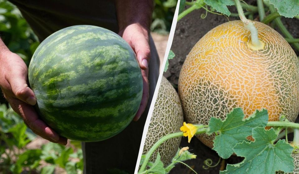 ���������� ����� ����� ������� � ����