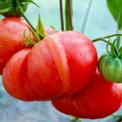 ����� ������ �������: ������� ������ ��� ��������