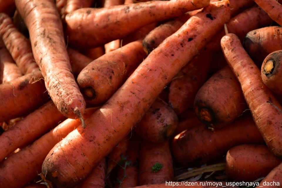 ������� ��������� �����: ������� ������ � ����� �����������