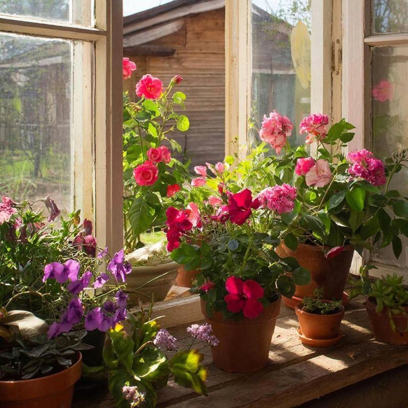 Эустома: цветок, который может затмить даже розы