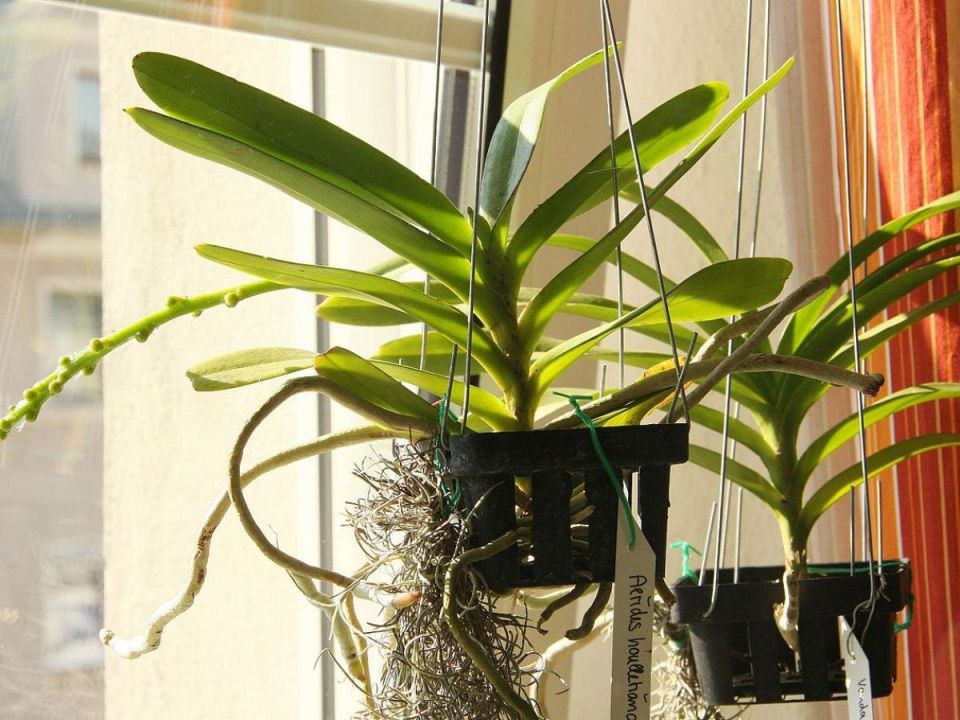 Как деление и пересадка помогают орхидеям