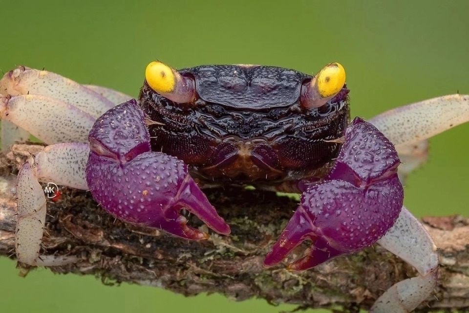 Необычные крабы: вампир или супергерой?