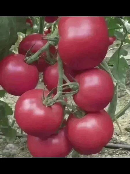 ����� �����: ��������� ����� ��� ������ ������� � �����