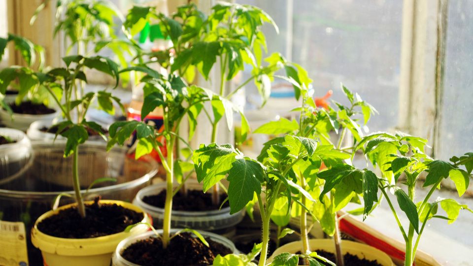 ������ ������� ��� �����������: ��� ��������� �������� � �������� ���������