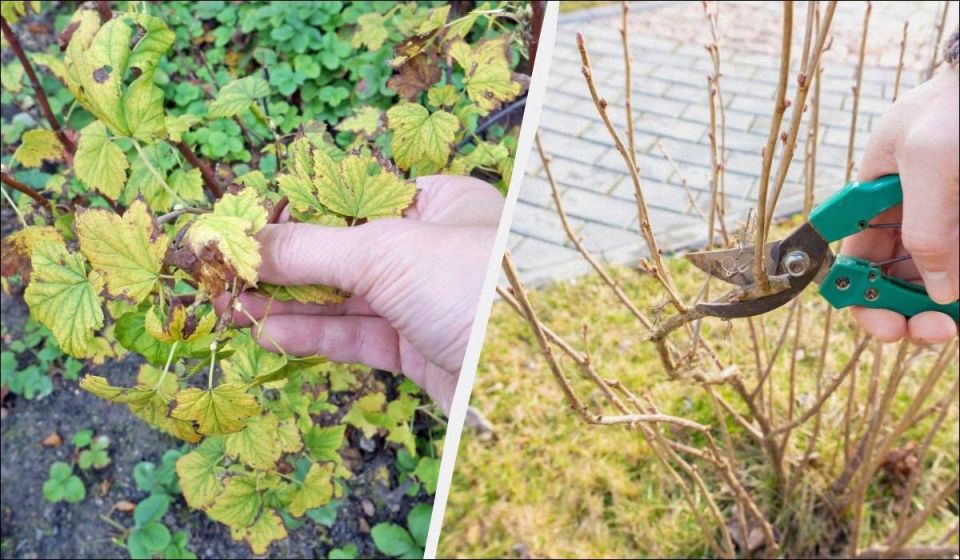 ��� �������� ��������� ����� �����: ���������� �����������