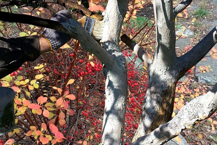 Осенняя побелка деревьев по старинным рецептам как защита коры