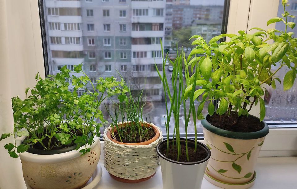 ������ �� ���� � ������: ������ � ��������� ����� �������